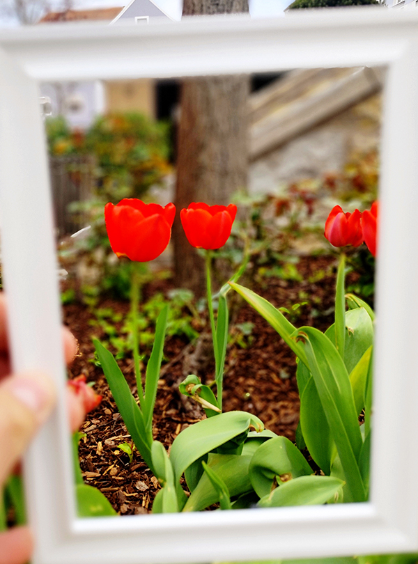 rote Tulpen