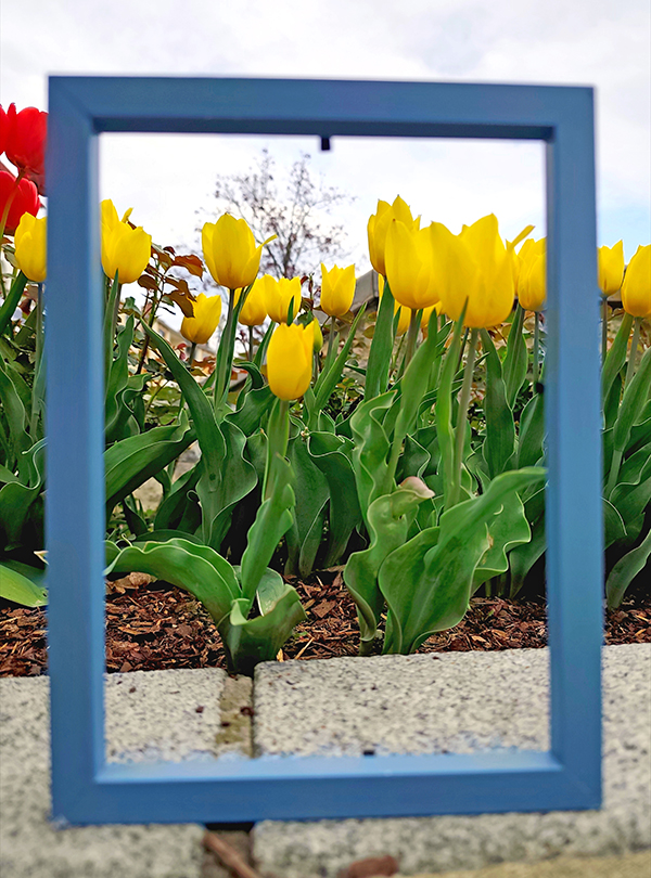 bunte Tulpen