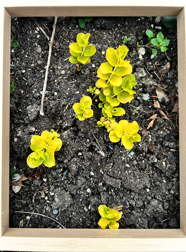 gelbe Tulpen