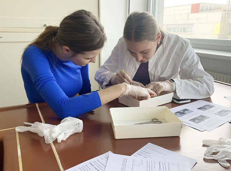 Zwei Schülerinnen sezieren Hühnerbrust