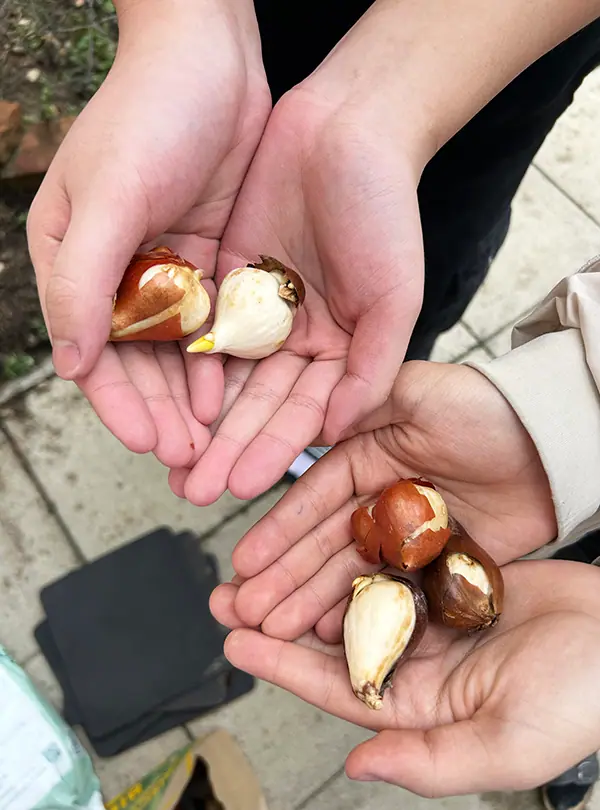 Hände mit Tulpenzwiebeln