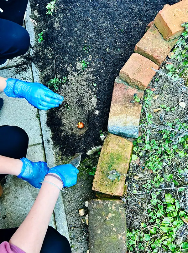Obenansicht auf das Beet